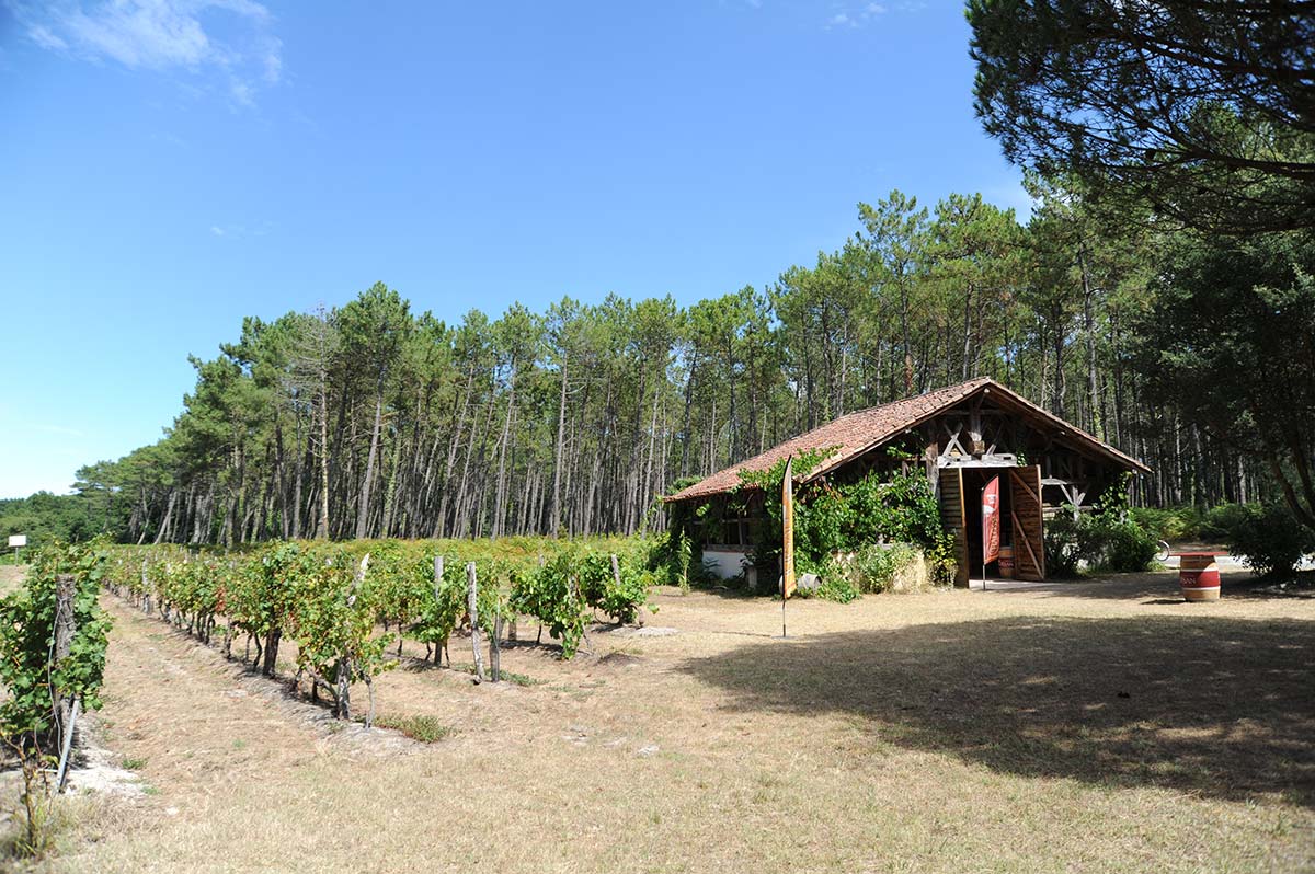 Domaine viticole dans les Landes proche du camping à Messanges