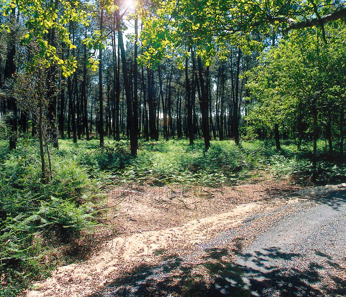 Forest in the Landes near Messanges and Le Moussaillon campsite