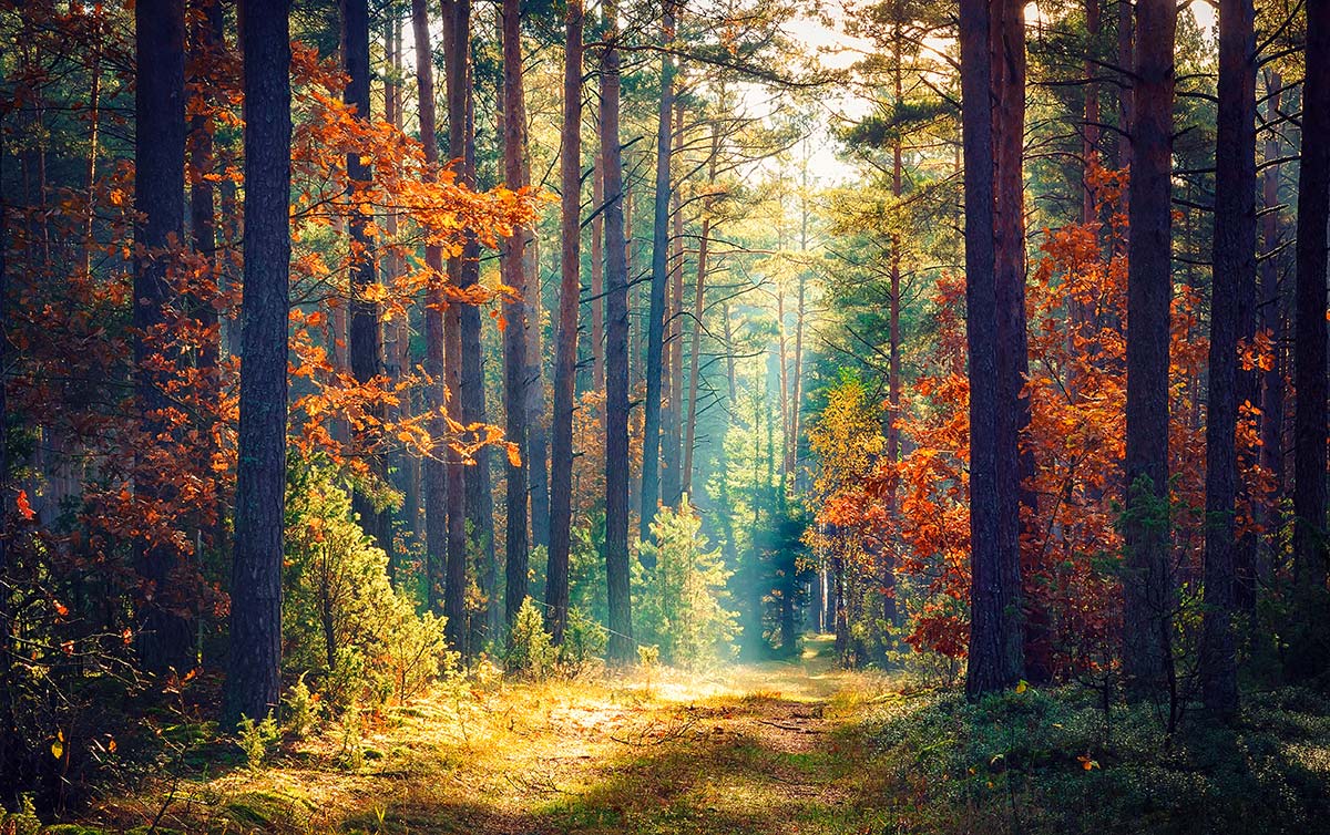 Sentier dans une forêt à l'automne dans les Landes à Messanges