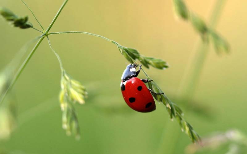 Coccinnelle sur un brin d'herbe au camping dans les Landes