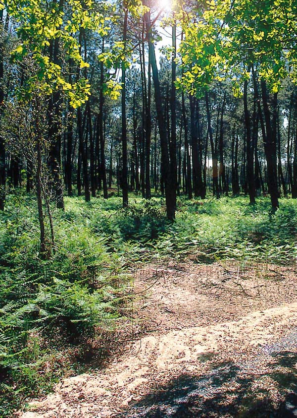 Forêt dans les Landes proche de Messanges et du camping Le Moussaillon