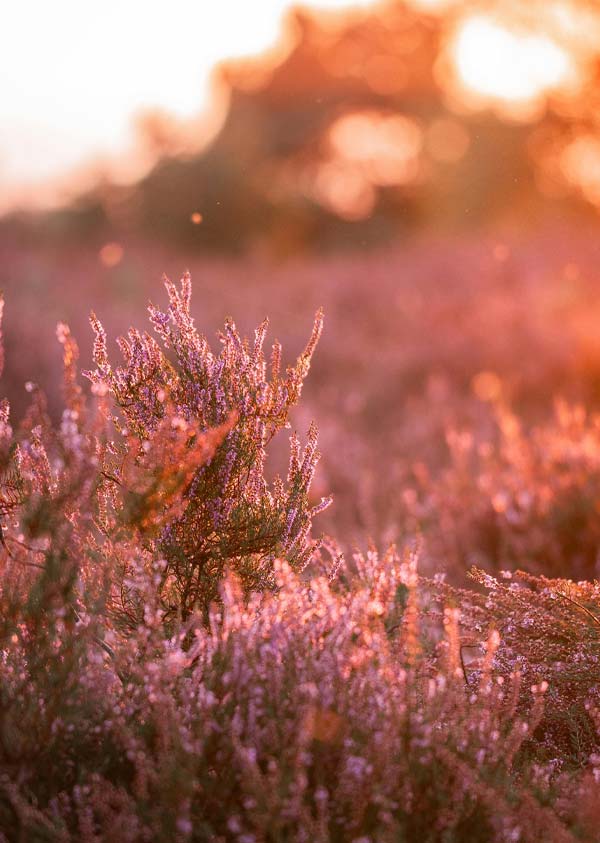 Fleur sauvage dans les Landes proche du camping