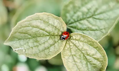 Coccinelle sur une feuille près de Cap Breton dans les Landes