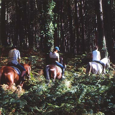 Horseback riding in the pine forests in the Landes near the campsite near Capbreton