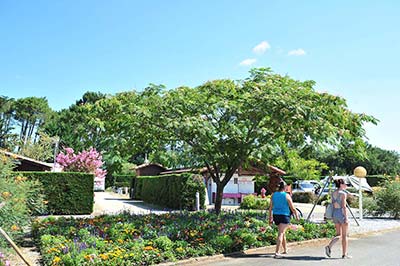 Campeuses sur une allée du parc du camping près de Capbreton à Messanges