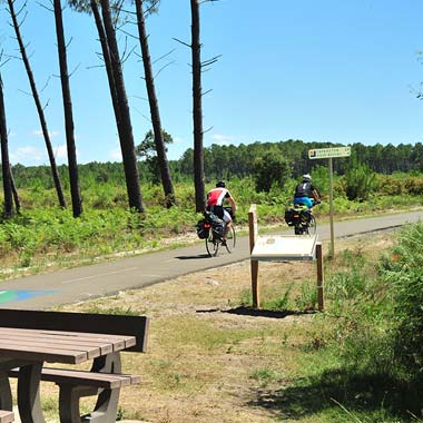 Cyclists in the pine forest on a trail near Messanges in the Landes