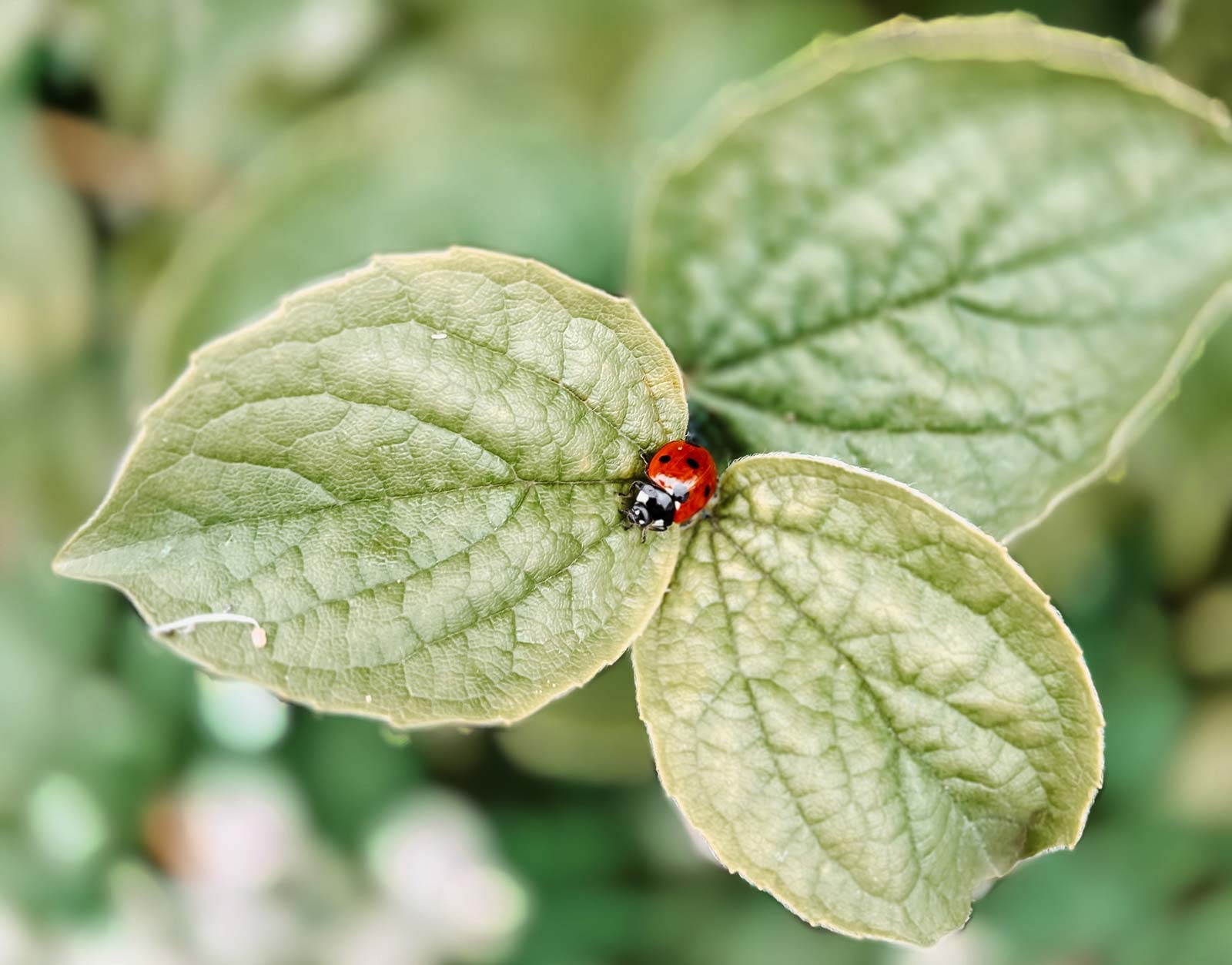 Ladybug on a leaf at the campsite near Cape Breton